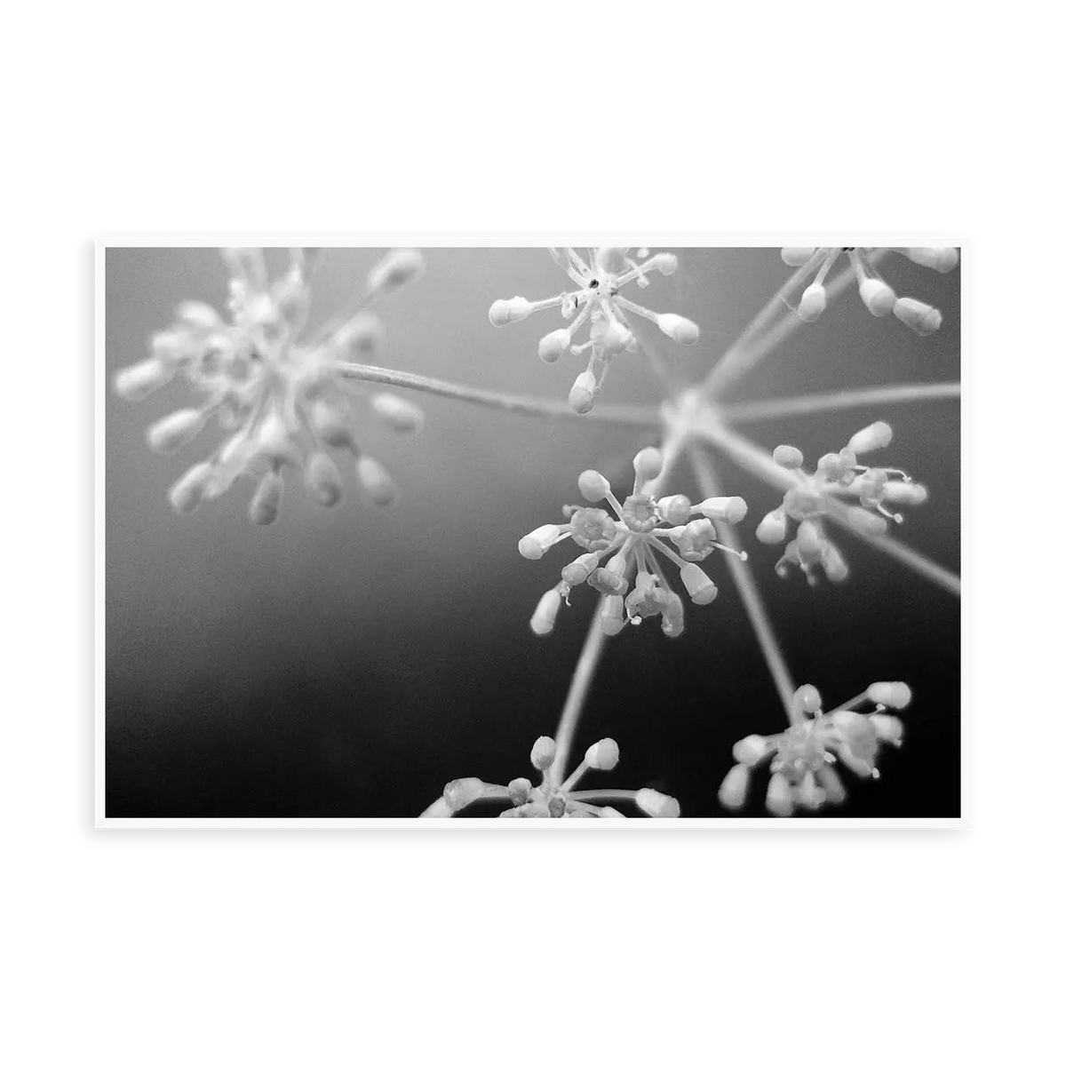 White Flowers 2 by Eric Gizard — illustrative narrow matte-white framed metal print, no added mat.