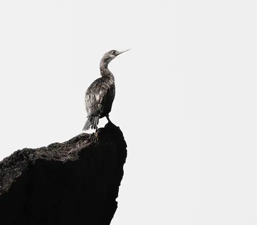 Detail close-up of Point de Vue by Enric Gener, fine art paper print