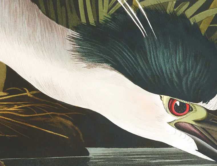 Night Heron by John James Audubon presented in a curated interior design
