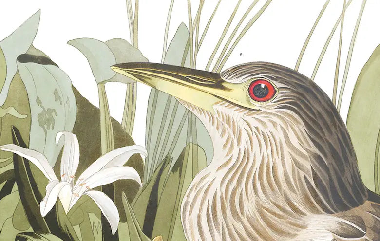 Night Heron by John James Audubon shown in a minimalist home decor setting