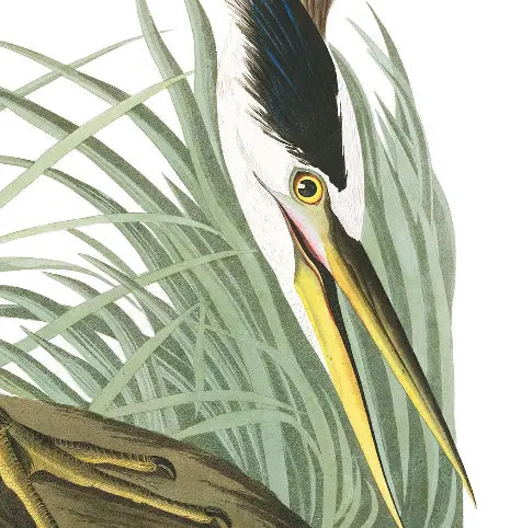 Great Blue Heron by John James Audubon presented in a curated interior design
