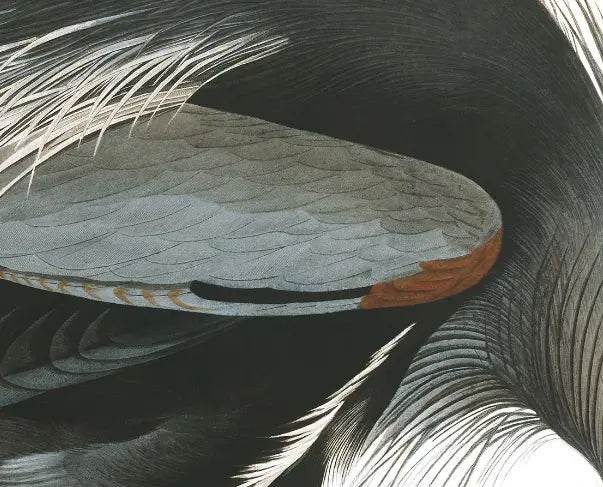 Great Blue Heron by John James Audubon shown in a minimalist home decor setting