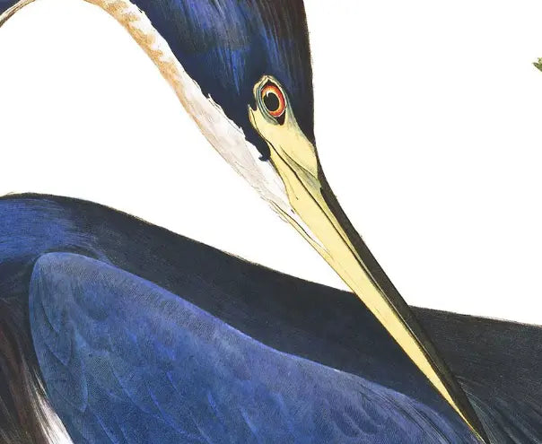 Louisiana Heron by John James Audubon showcased in a designer room setting