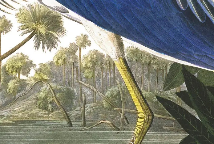 Louisiana Heron by John James Audubon featured in an elegant interior space