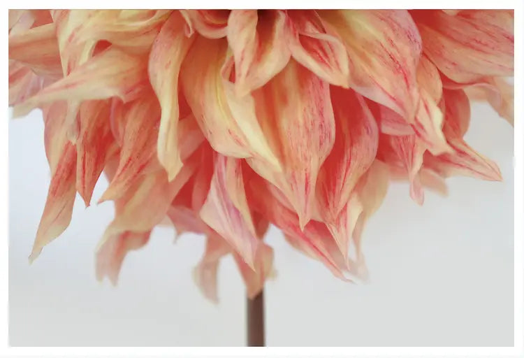 Chosen by Karen Thom, fine art paper print, The Picturalist