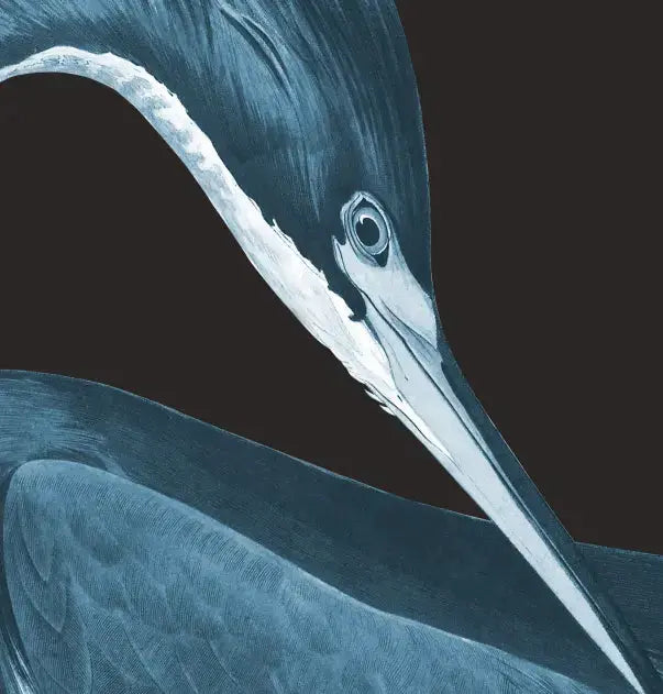 Louisiana Heron (Black Background) by Alejandro Franseschini presented in a curated interior design