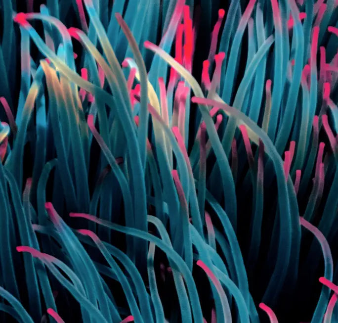Sea Garden by Enric Gener displayed in a modern living room interior