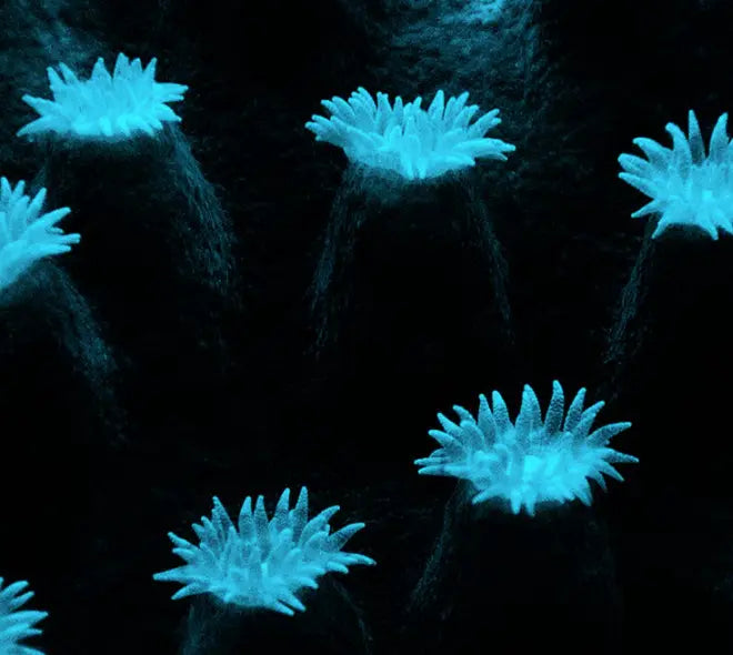 Sea Flowers by Enric Gener displayed in a modern living room interior