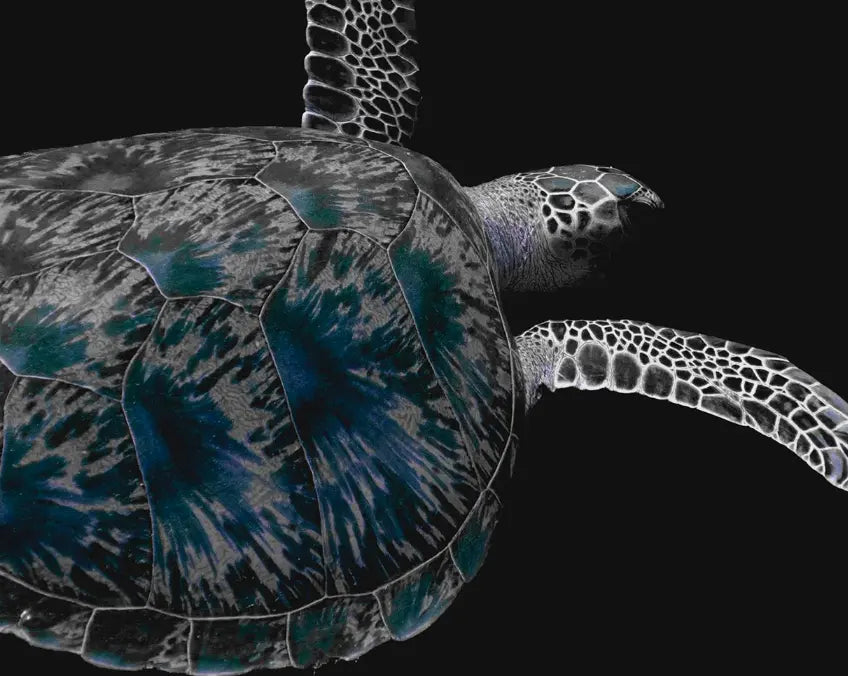 Carey Turtle by Enric Gener displayed in a modern living room interior