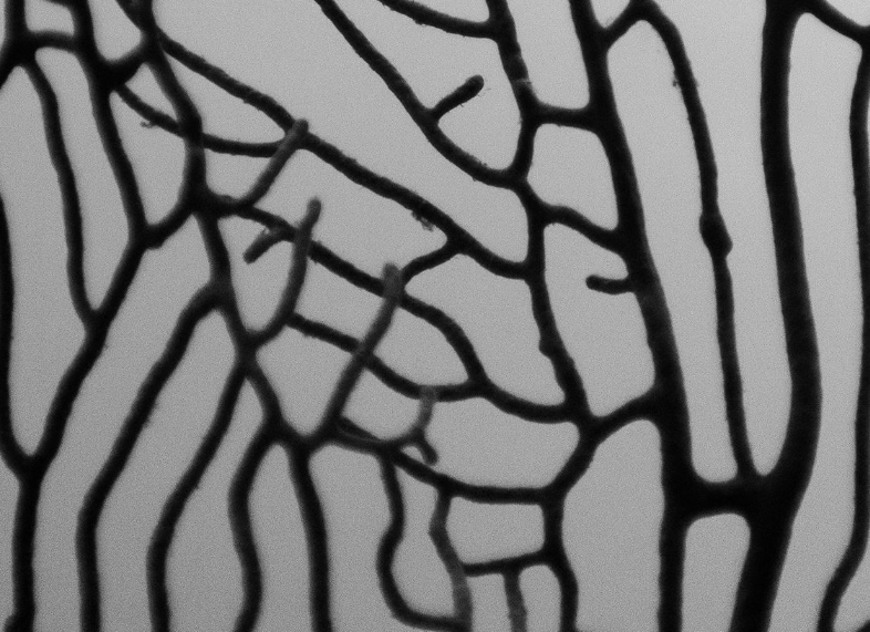 Screen Shot 2022-01-06 at 10.38.12 AM