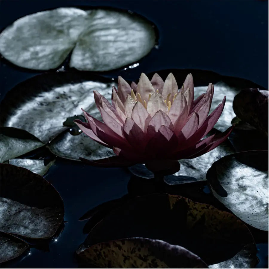 Moonlight Bloom by Ana Bonet, metal print, The Picturalist