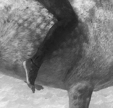 Swimming With A Horse by Enric Gener displayed in a modern living room interior