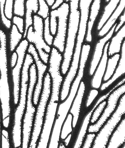 Sea Coral Screen by Enric Gener The Picturalist