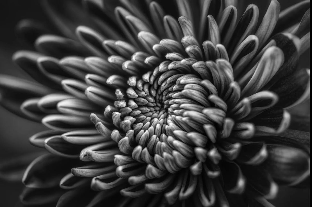 Silver Dahlia by C. Quintero | Floral ChromaLuxe Metal Print The Picturalist | Print on Metal