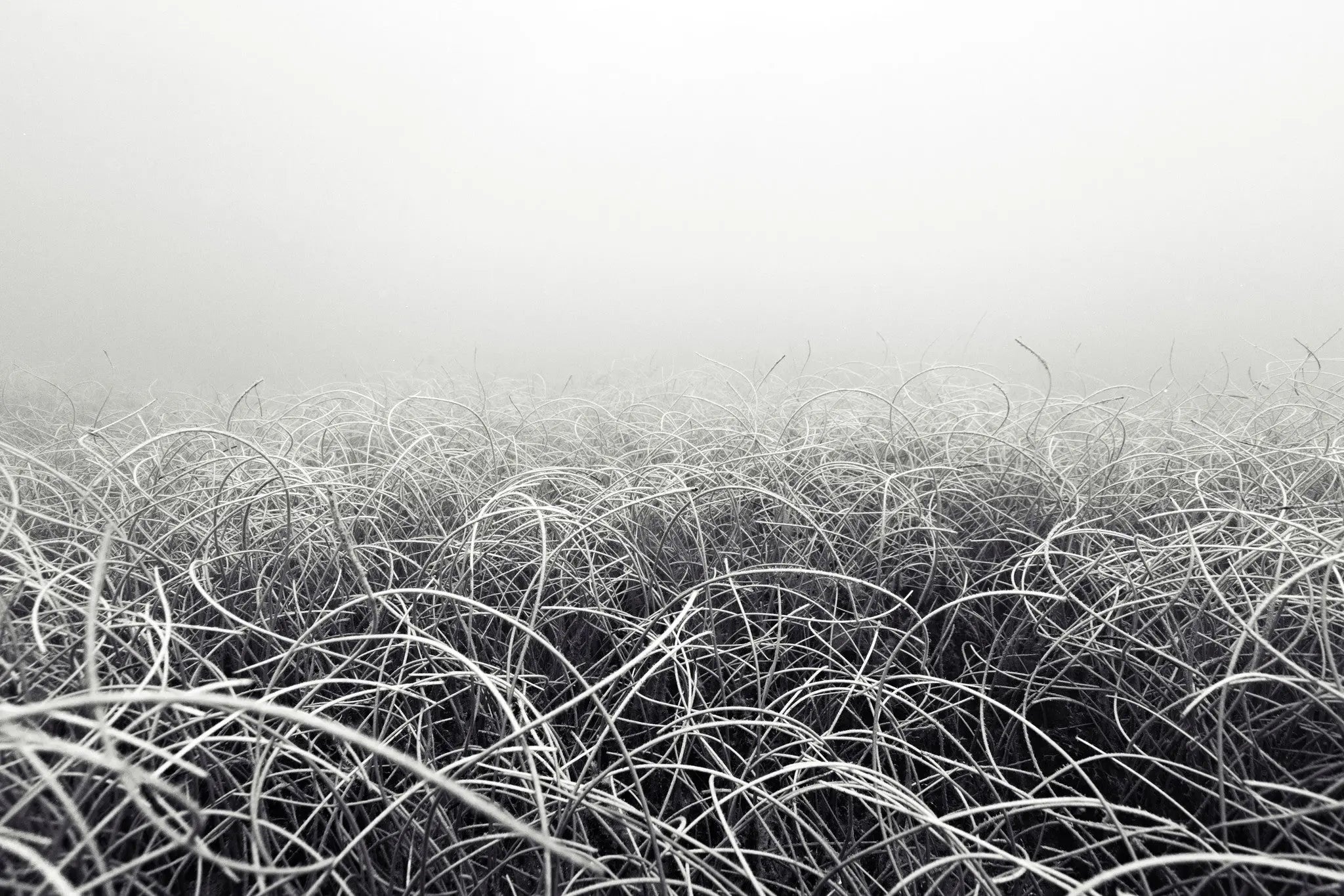 Seabed by Enric Gener, fine art paper print, The Picturalist