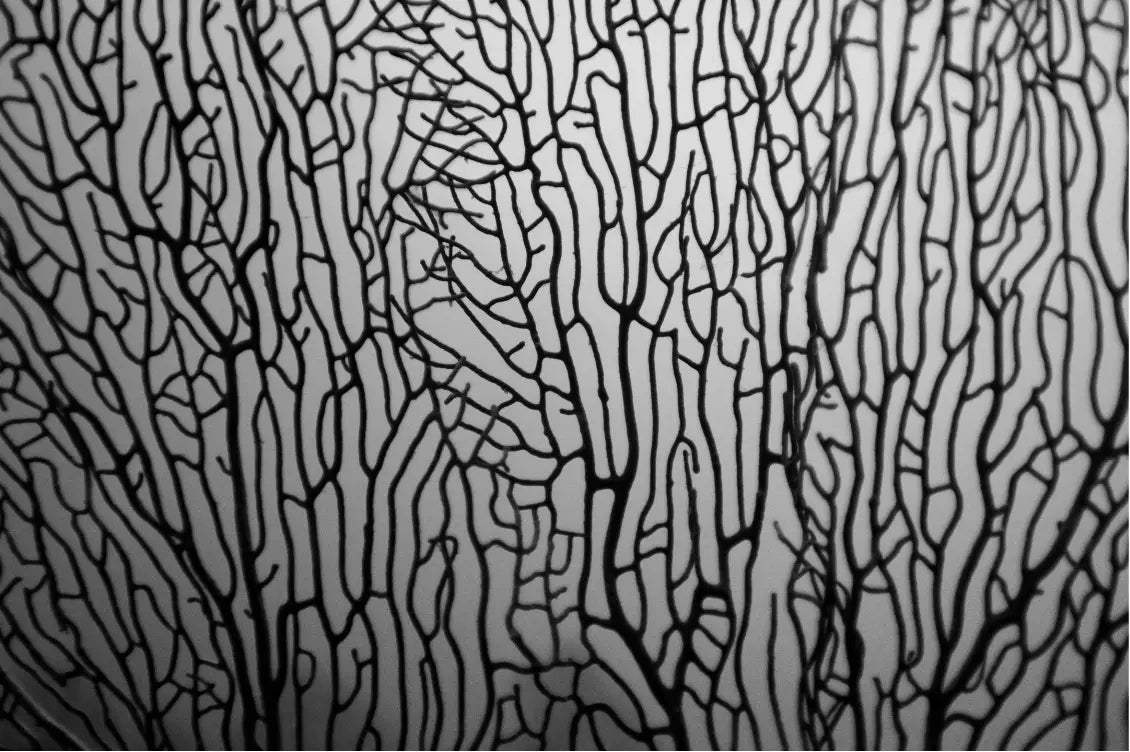 Underwater Coral Screen by Enric Gener, metal print, The Picturalist