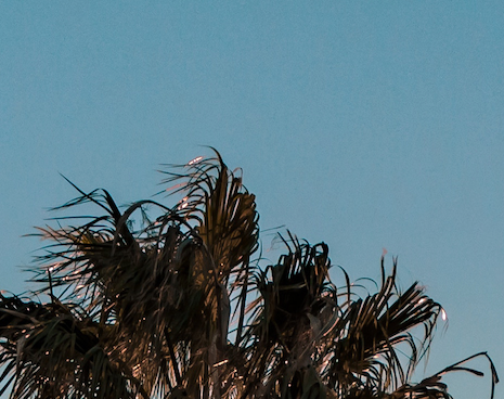 Variation on a Subject by Francesco Alessandrini