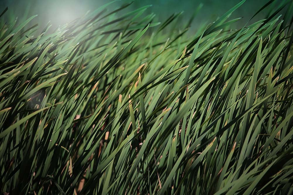 Through her lens, Karen thom invites viewers to appreciate the natural world in a new light.
