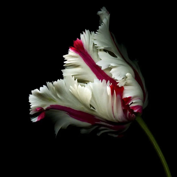 White and Red Parrot Tulip on Black by OGphoto, fine art print, The Picturalist