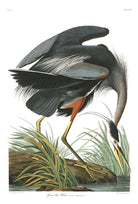 40x60_plate-211-great-blue-heron-final_the_picturalist_wall_art_web