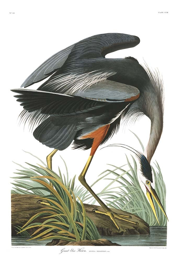 40x60_plate-211-great-blue-heron-final_the_picturalist_wall_art_web