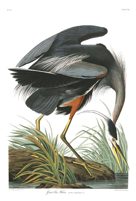 40x60_plate-211-great-blue-heron-final_the_picturalist_wall_art_web
