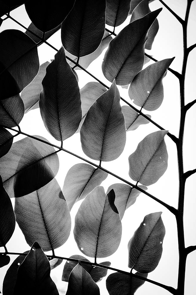 Branches and leaves 2 by Tal Paz-Fridman