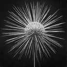 46x46_GettyImages-1387222153_the_picturalist_wal_art_web