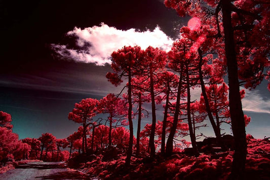 48x32_jr-korpa_the_picturalit_wall_art_web