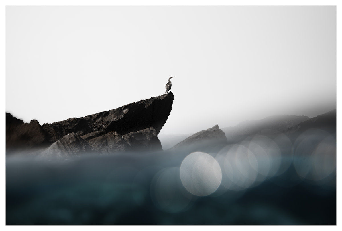 60x40_enric_gener_210926-0A0A8263c_Pajaro en Roca_the_picturalist_wall_art