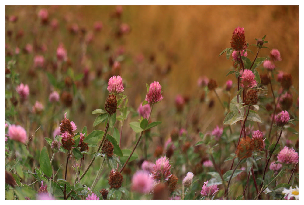 60x40_Feels Like Home_the_picturalist_wall_art