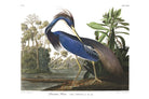 60x40_plate-217-louisiana-heron-final_the_picturalist_wall_art_web