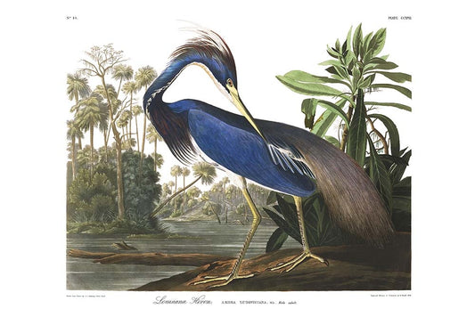 60x40_plate-217-louisiana-heron-final_the_picturalist_wall_art_web