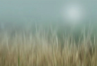 Bliss by Karen Thom, fine art paper print, The Picturalist
