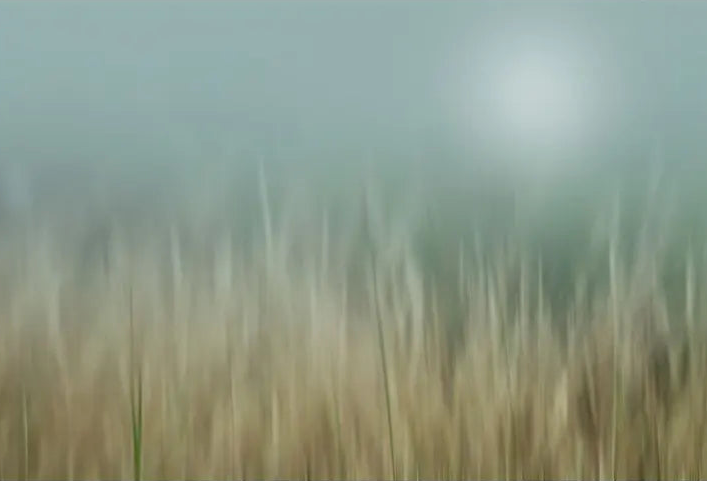 Bliss by Karen Thom, fine art paper print, The Picturalist