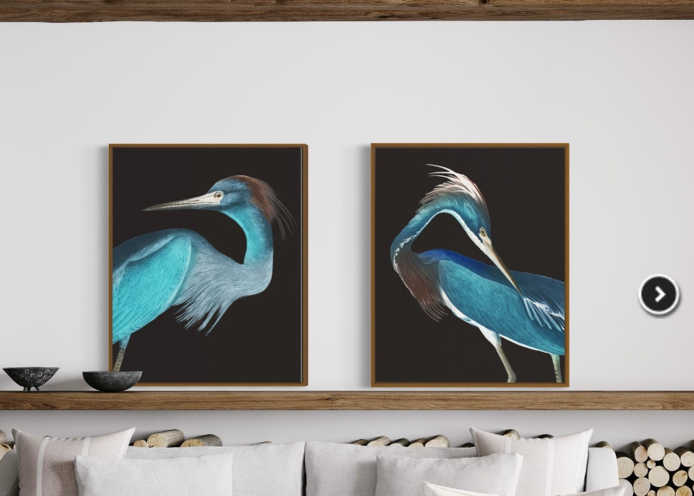 Two framed paintings of blue birds on a wall above a sofa.