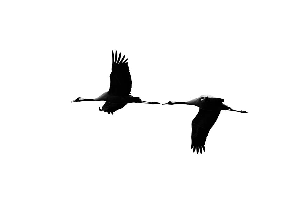 Cranes VI by Tal Paz-Fridman — minimalist black-and-white fine-art photograph of two cranes in flight