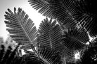 Close-up of fern leaves with a black and white filter