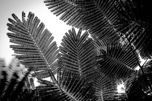 Close-up of fern leaves with a black and white filter