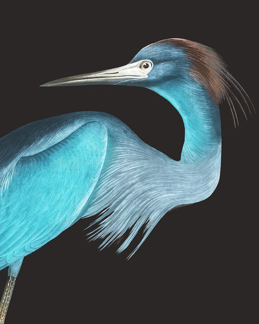 A framed rectangular canvas print of a blue heron, inspired by the artwork of John James Audubon.