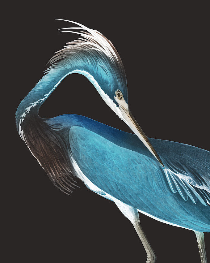 A framed canvas print of a blue heron with a gray wood grain finish, part of the 'Birds of America' collection by John James Audubon.