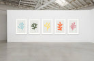 coral_group_context-1