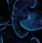 Detail Sea Coral II by Enric Gener