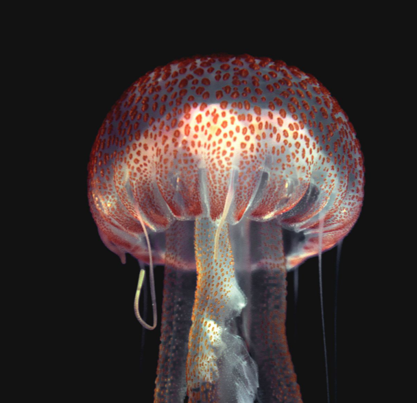 Detail Suspended by Light