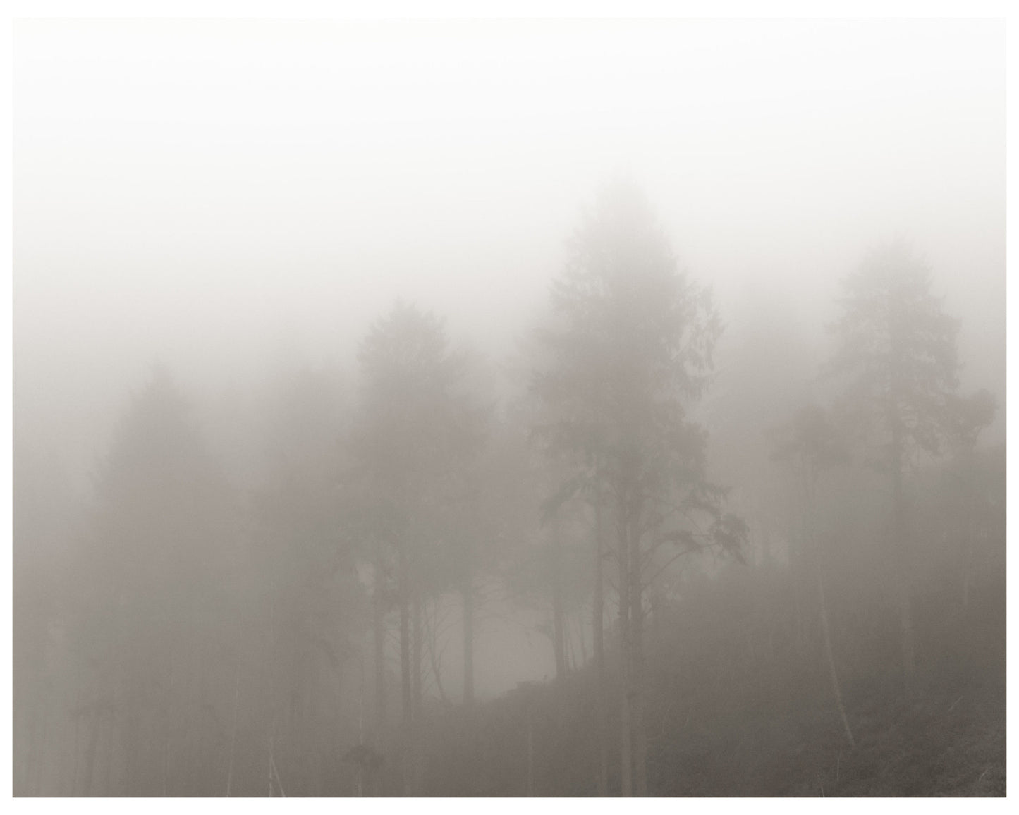 framed-print-on-rag-paper-monochrome-trees-by-p-he