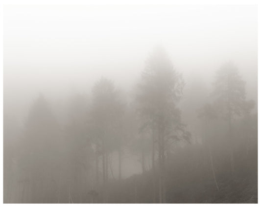 framed-print-on-rag-paper-monochrome-trees-by-p-he