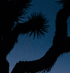 Joshua Tree Sunset Facemount Acrylic