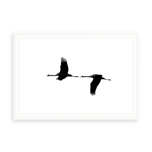 Cranes VI by Tal Paz-Fridman — illustrative matte-white framed paper print with white mat; proportions vary by size.