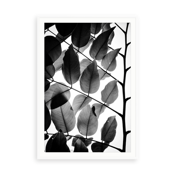 Branches and Leaves by Tal Paz-Fridman — illustrative matte-white framed paper print with white mat; proportions vary by size.