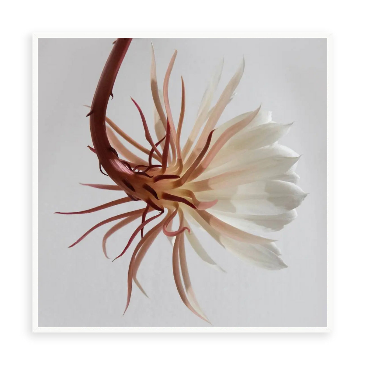 Delicate — illustrative narrow matte-white framed metal print, no added mat.